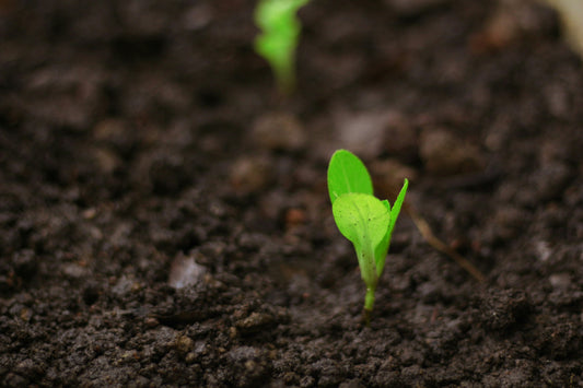 The Beautiful Benefits of Starting Small in Business